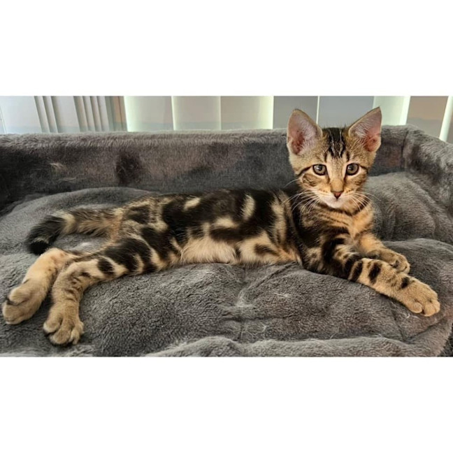 Photo of 11552   Boots