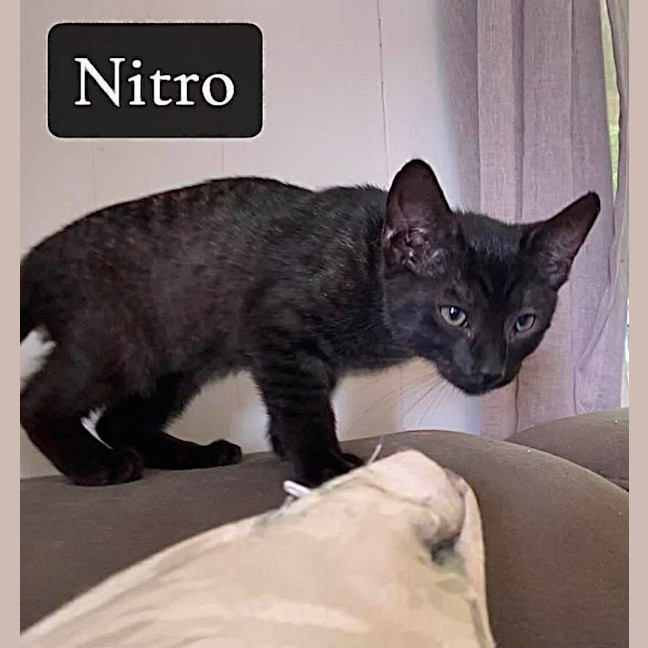 Photo of Nitro