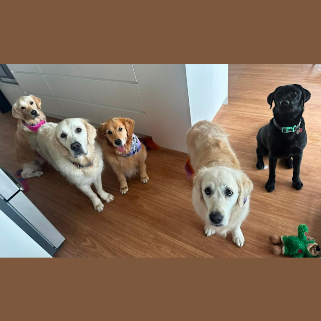 Photo of Zeus   1 Year Old Labrador