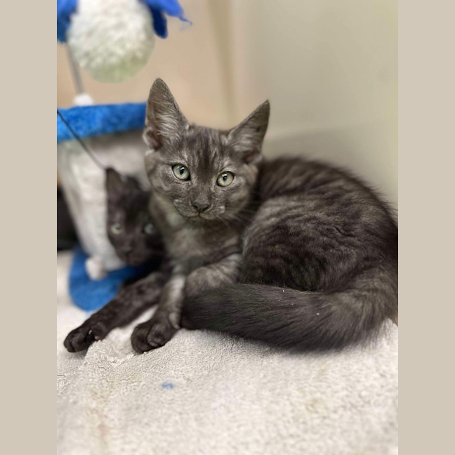 Photo of Archer