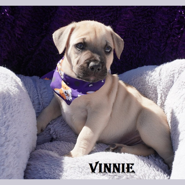 Photo of Vinnie