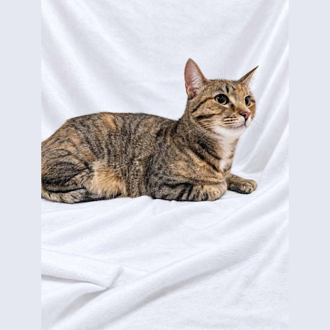 Photo of Mitsuri