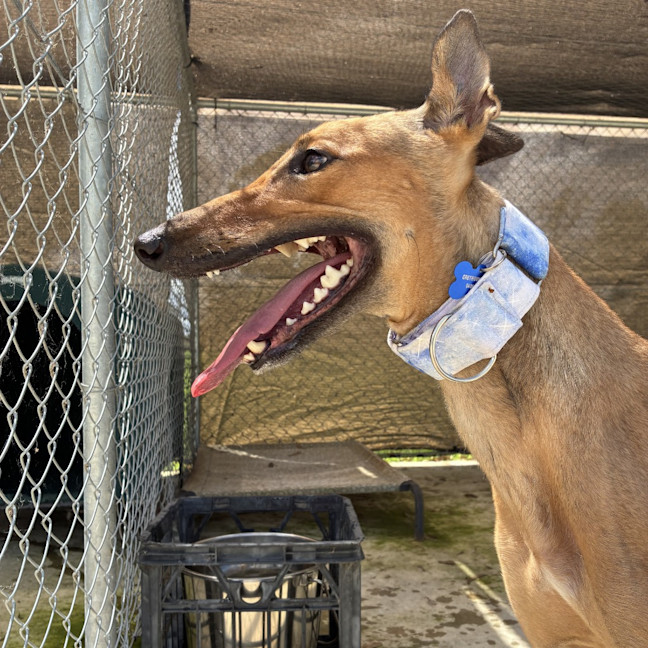 Photo of Delphine The Greyhound