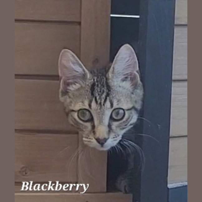 Photo of Blackberry   Reduced Adoption Fee   $200