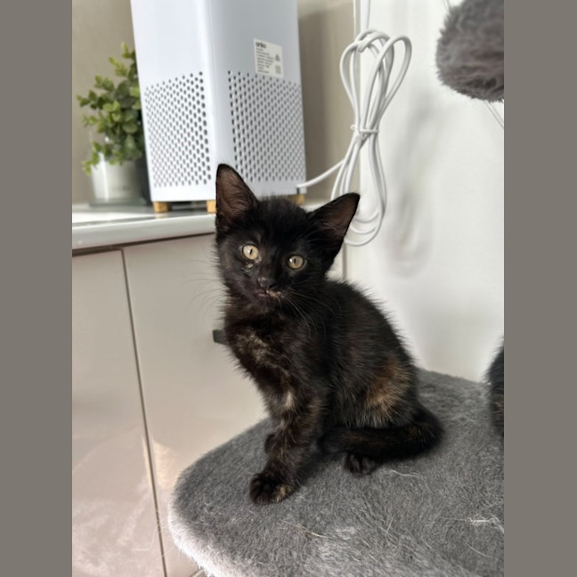 Photo of Glinda