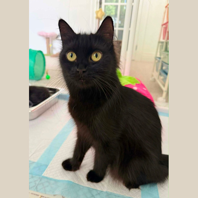 Photo of Salem