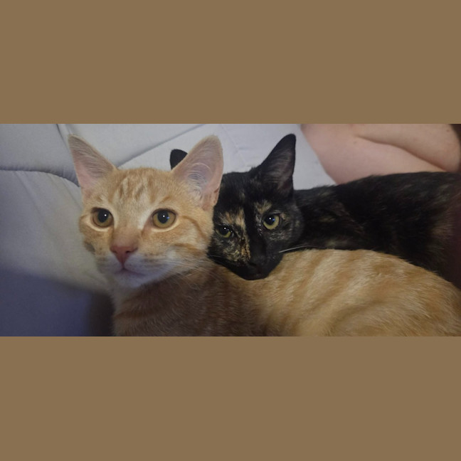 Photo of Maple / Leo