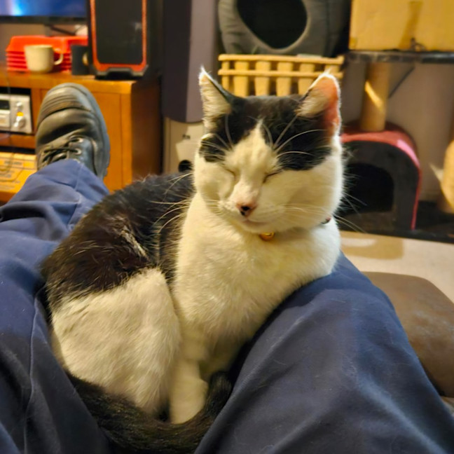 Photo of Purrdy