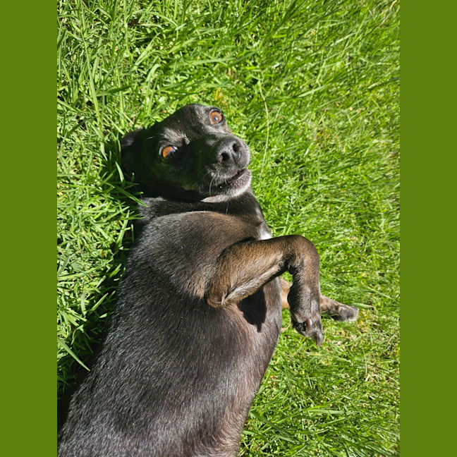 Photo of Basil 