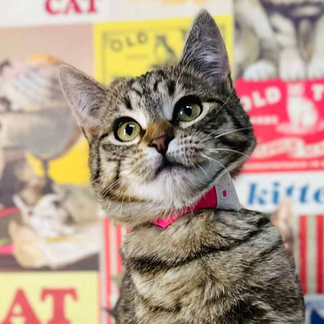 Photo of Meringue   Located In Preston 