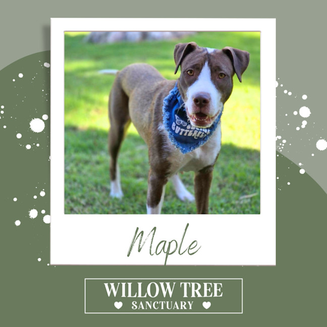 Photo of Maple