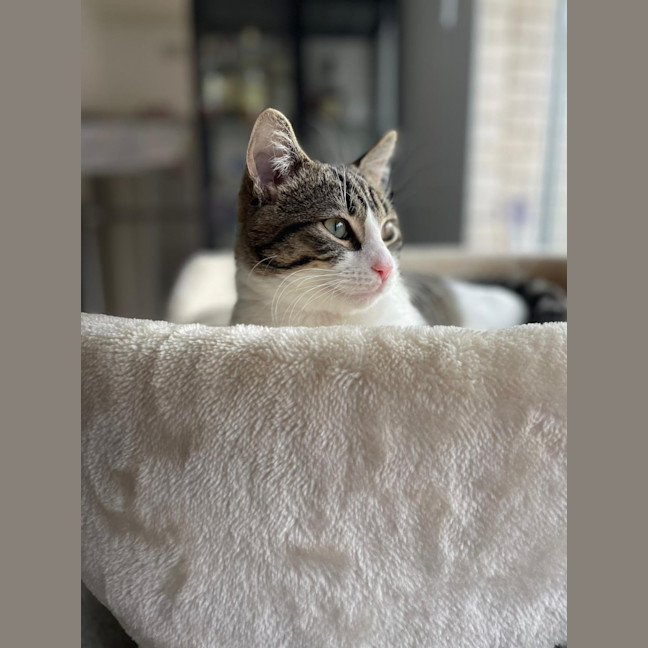 Photo of Goose