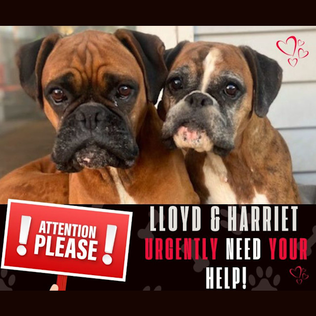 Photo of Lloyd And Harry