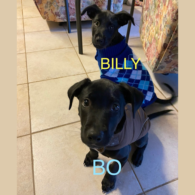 Photo of Billy   3 Month Old Kelpie X Wolfhound