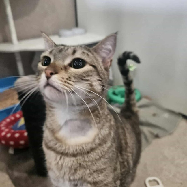 Photo of Mighty Mouse