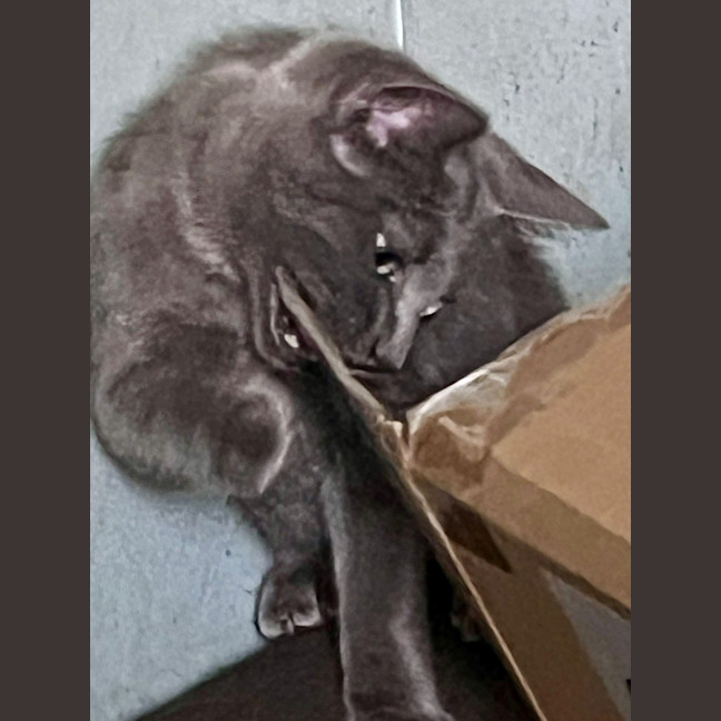 Photo of Alvin