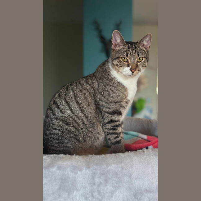 Photo of Bronson