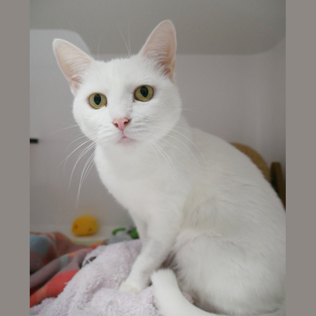 Photo of Splenda Sta014532