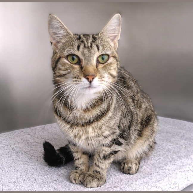 Photo of Miss Cinnamon Snuggle