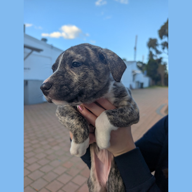 Photo of Daisy