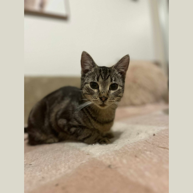 Photo of S'mores   Located In Frankston