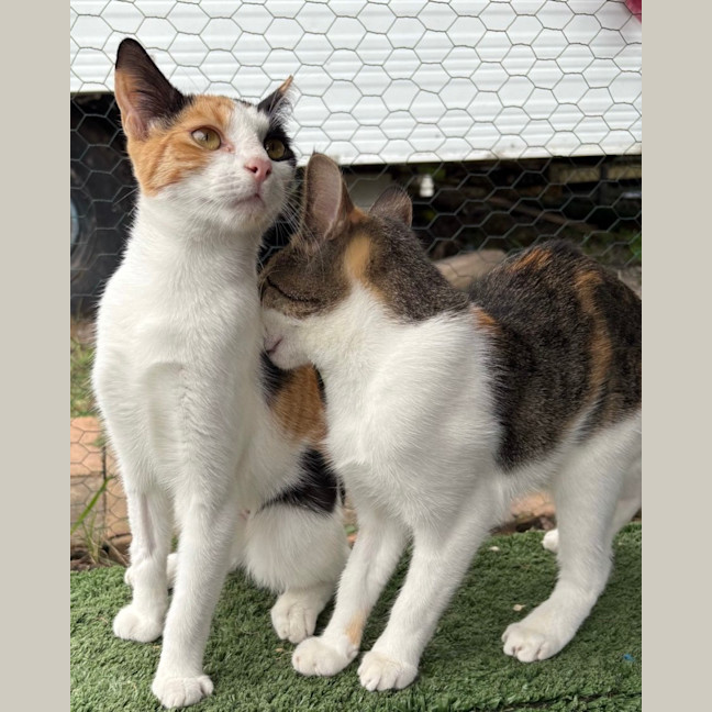 Photo of Kit Kat (And Cashew)