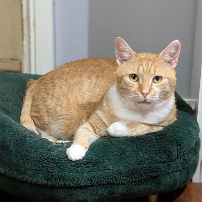 Photo of Garfield