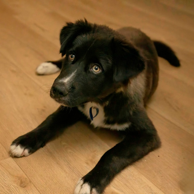 Photo of Monty   1 Year Old Husky X