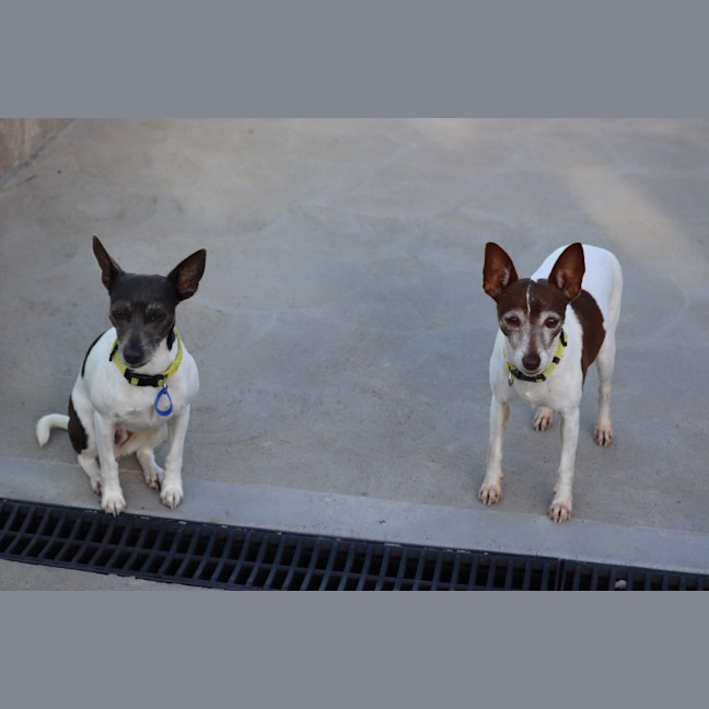 Photo of Roxie & Jessie   8 & 4 Yr Old Tenterfield Terriers