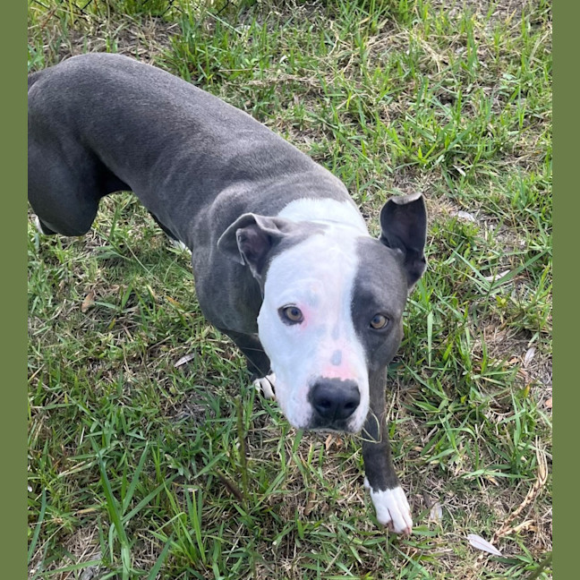 Photo of Koda (8147)