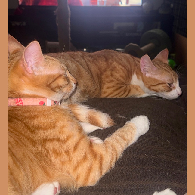 Photo of Kevin & Cheddar 