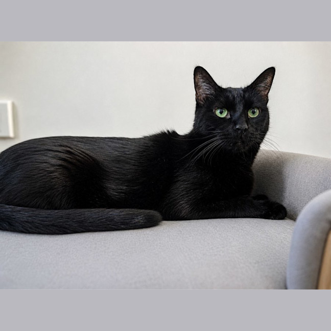 Photo of Kovu 