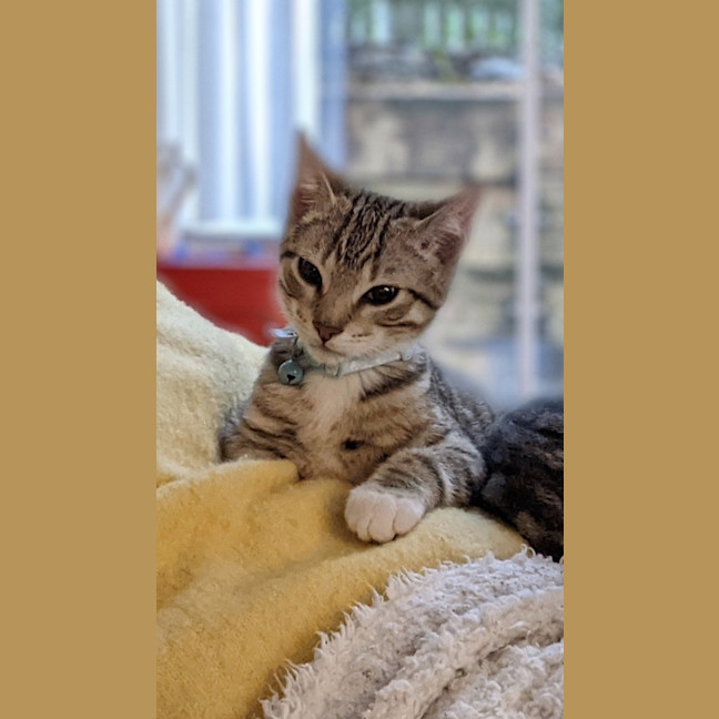 Photo of Sesame 💙