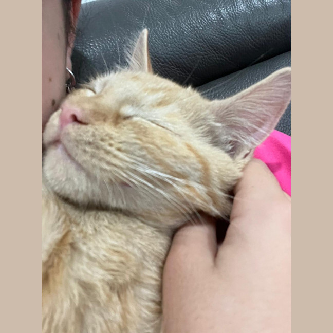 Photo of 🦁 Simba 🦁