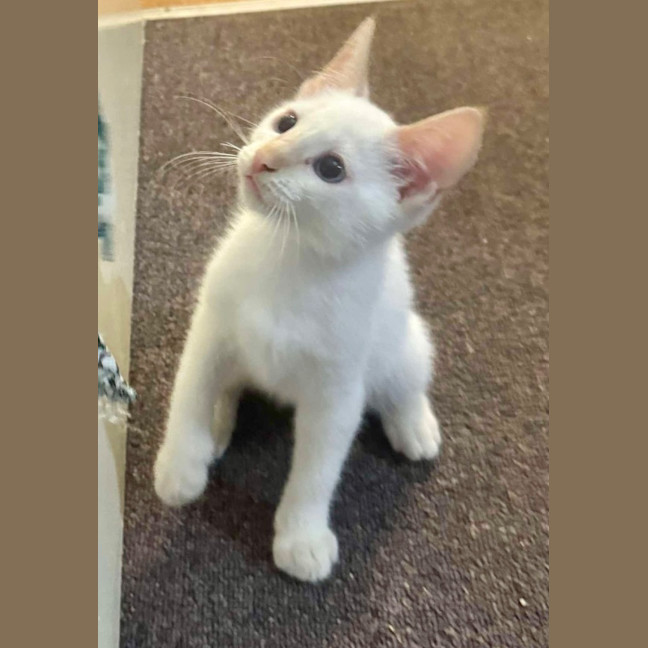 Photo of Cotton Tail