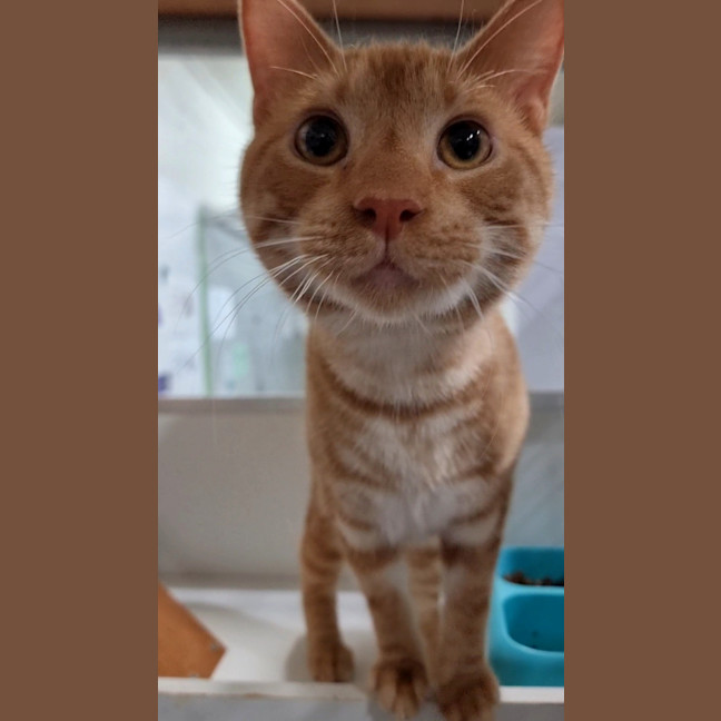 Photo of Ollie