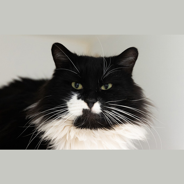 Photo of Percy