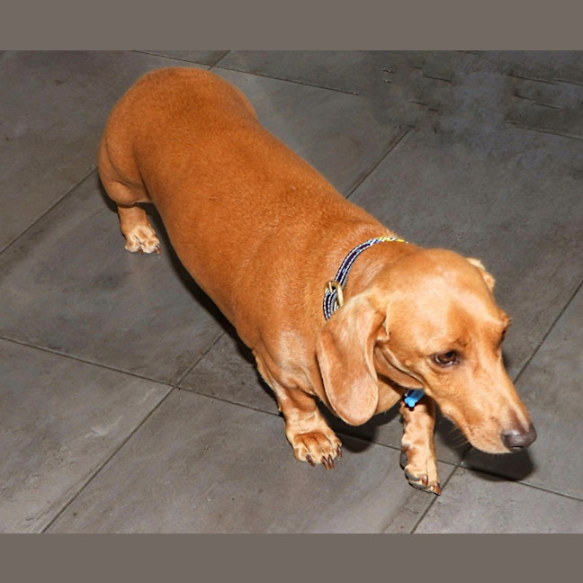 Photo of Rusty (Was Dusty)