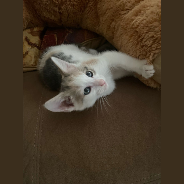 Photo of Nala 