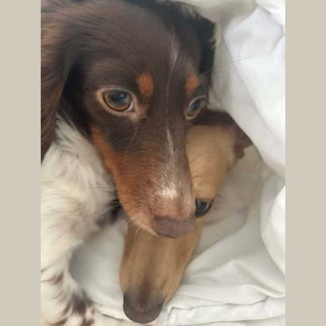 Photo of Prescilla & Guss