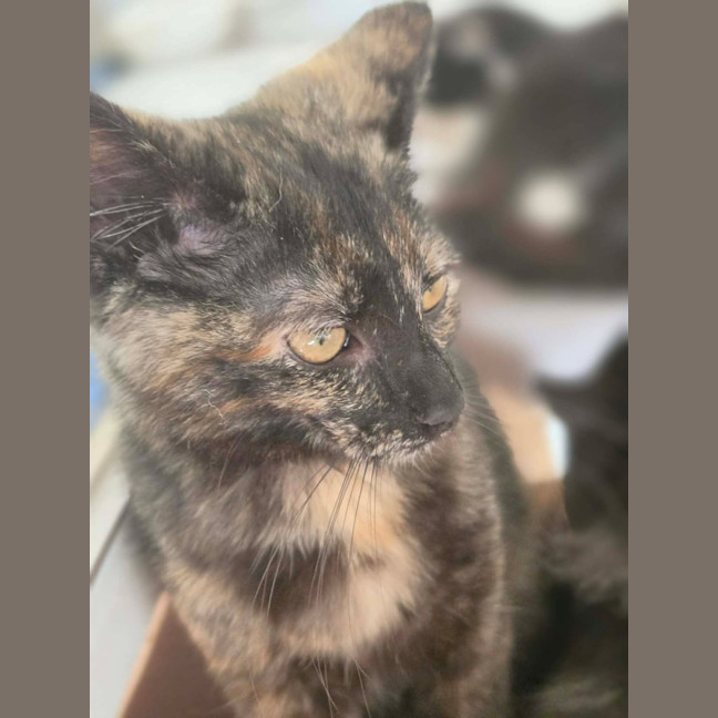 Photo of Tulip   In Foster Care In Healesville