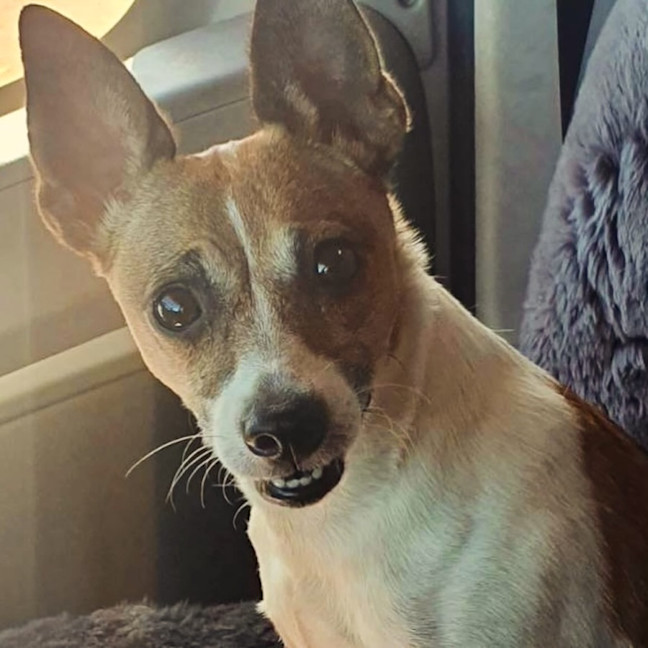 Photo of Cutie Trixie 