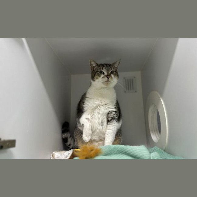 Photo of Chubbs