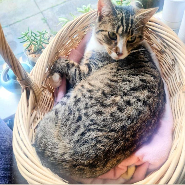 Photo of Octavia   Located In Fawkner
