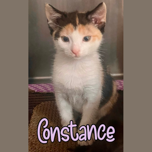 Photo of Constance Armstrong 