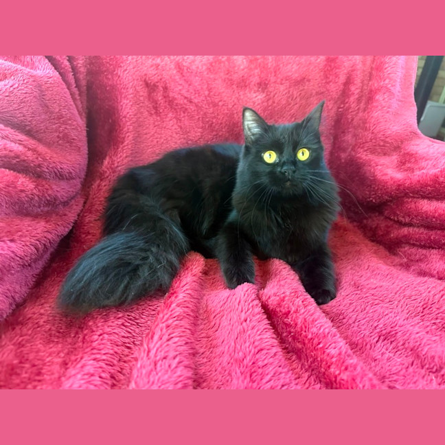 Photo of Belly