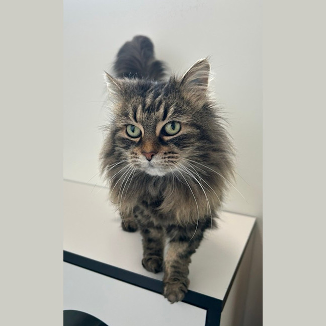 Photo of Lyria