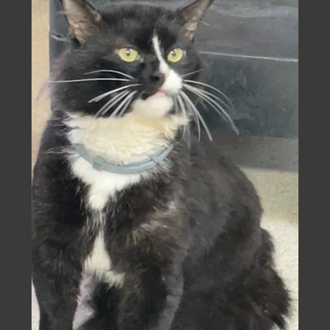 Photo of Alfred (9124)