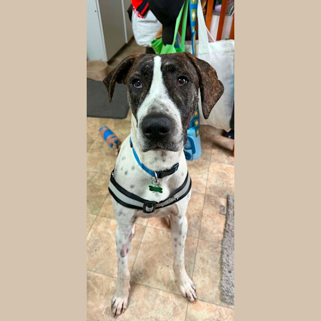 Photo of Scooby
