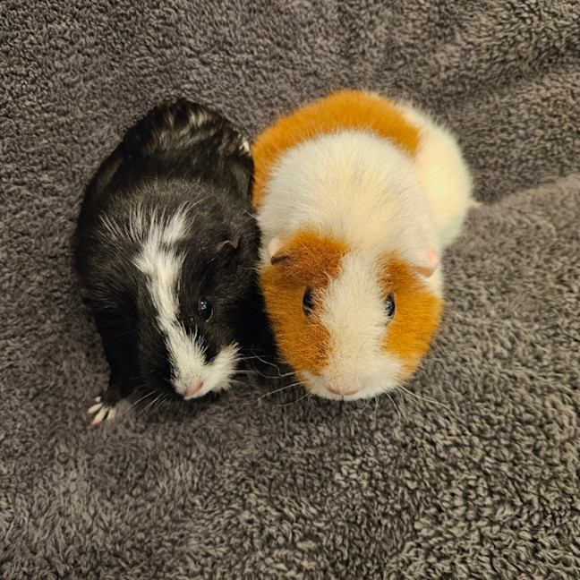Photo of Pebbles & River